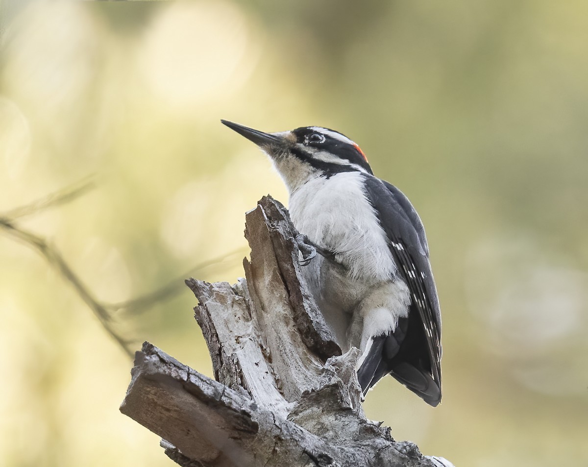 セジロアカゲラ - ML634250964