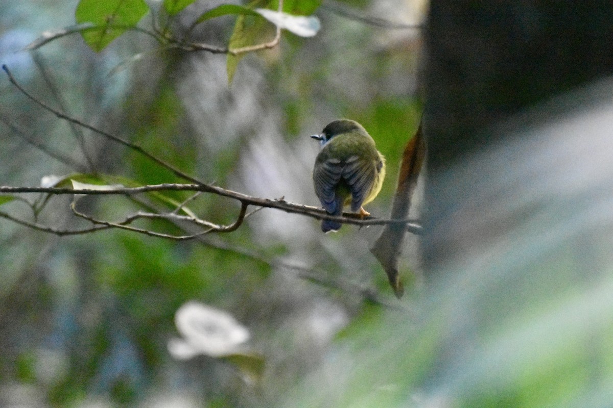 Pale-yellow Robin - ML634251372