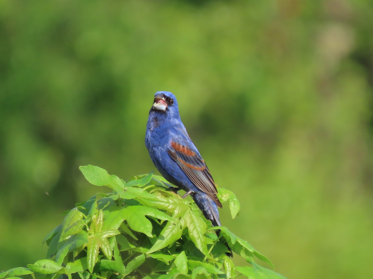 Blue Grosbeak - ML634251426