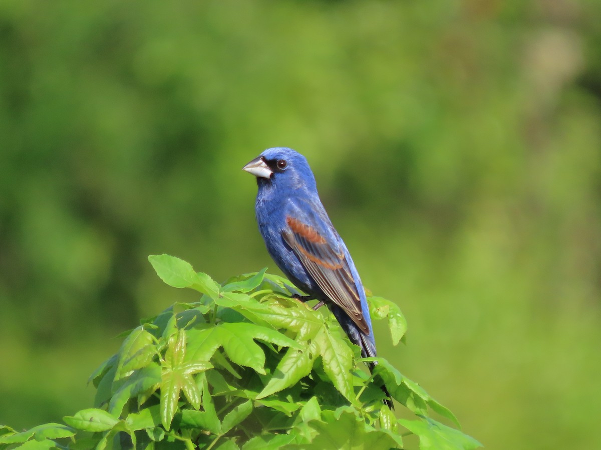 Blue Grosbeak - ML634251427