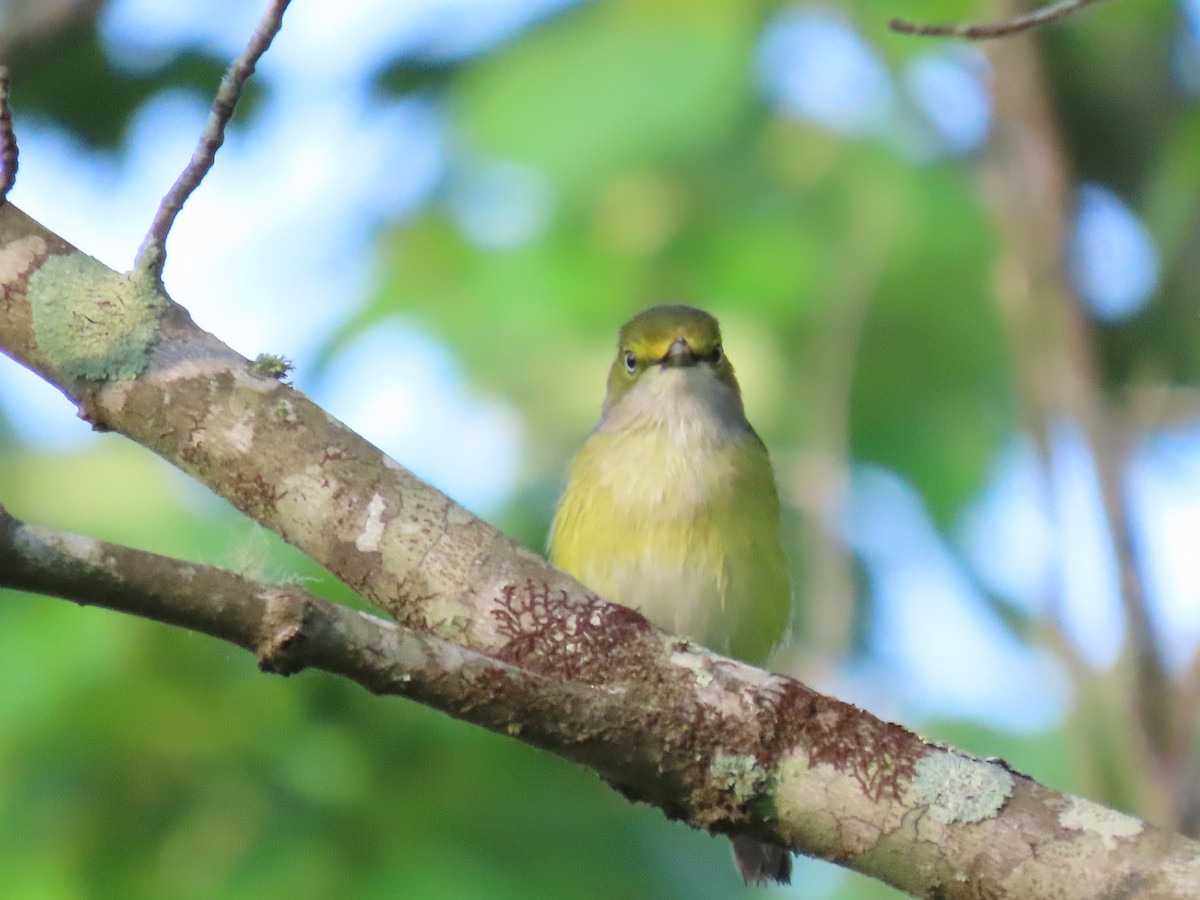 White-eyed Vireo - ML634251450