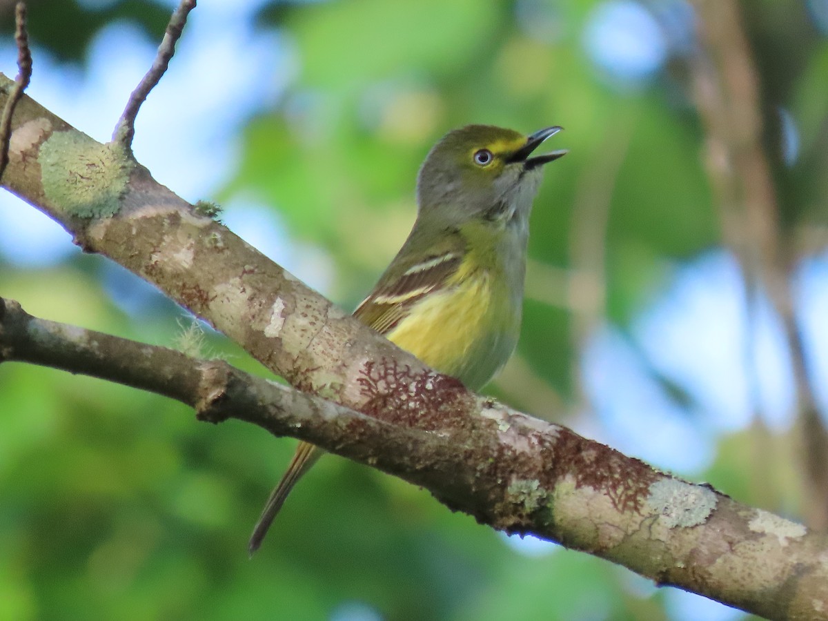 White-eyed Vireo - ML634251452
