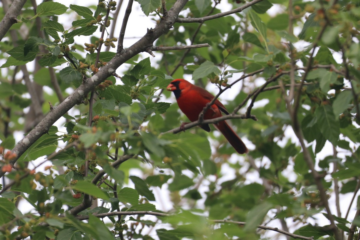 Northern Cardinal - ML634251587