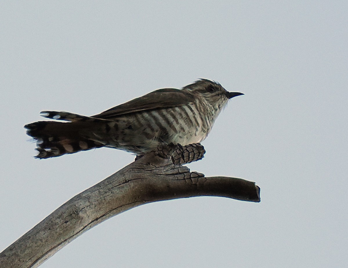 Horsfield's Bronze-Cuckoo - ML634251607