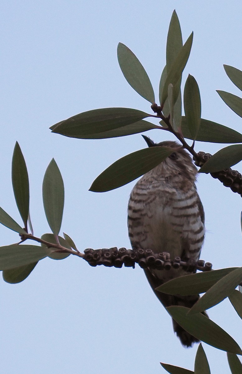 Horsfield's Bronze-Cuckoo - ML634251608