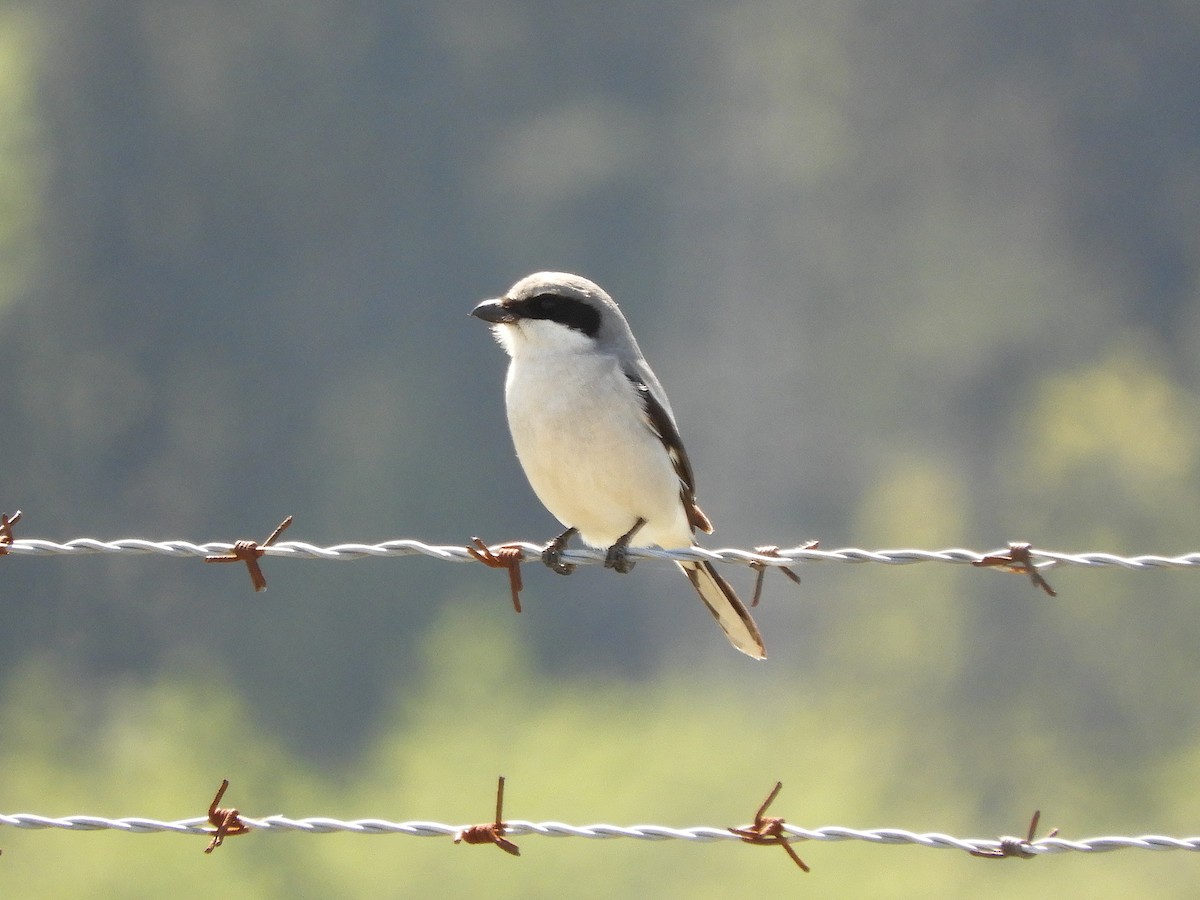Loggerhead Shrike - ML634251821