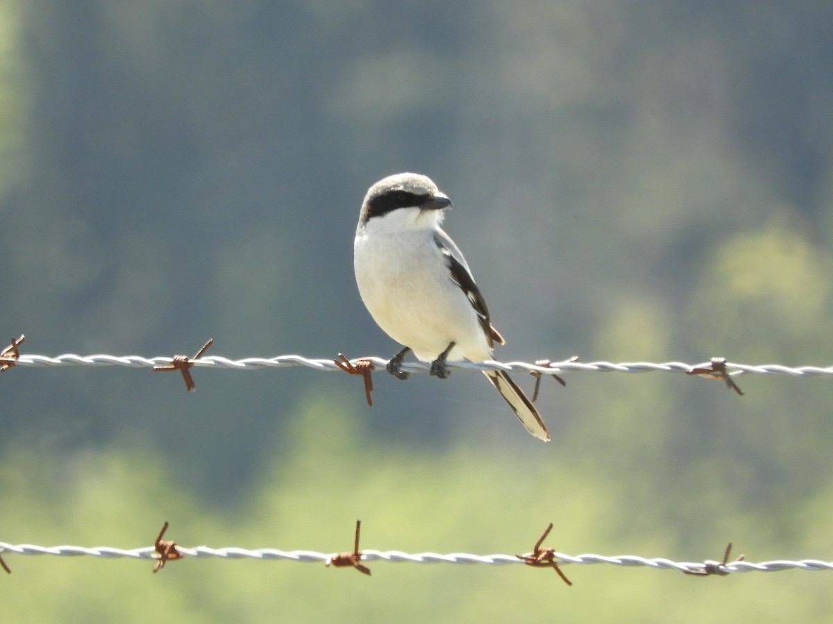 Loggerhead Shrike - ML634251825