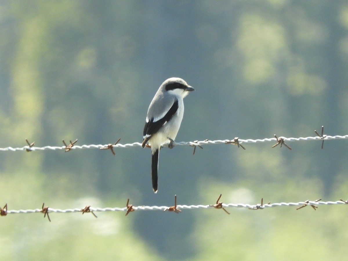 Loggerhead Shrike - ML634251835