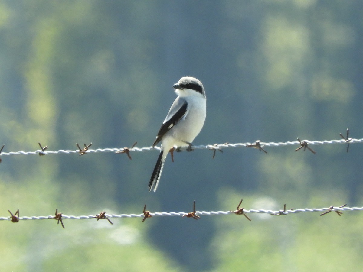 Loggerhead Shrike - ML634251843