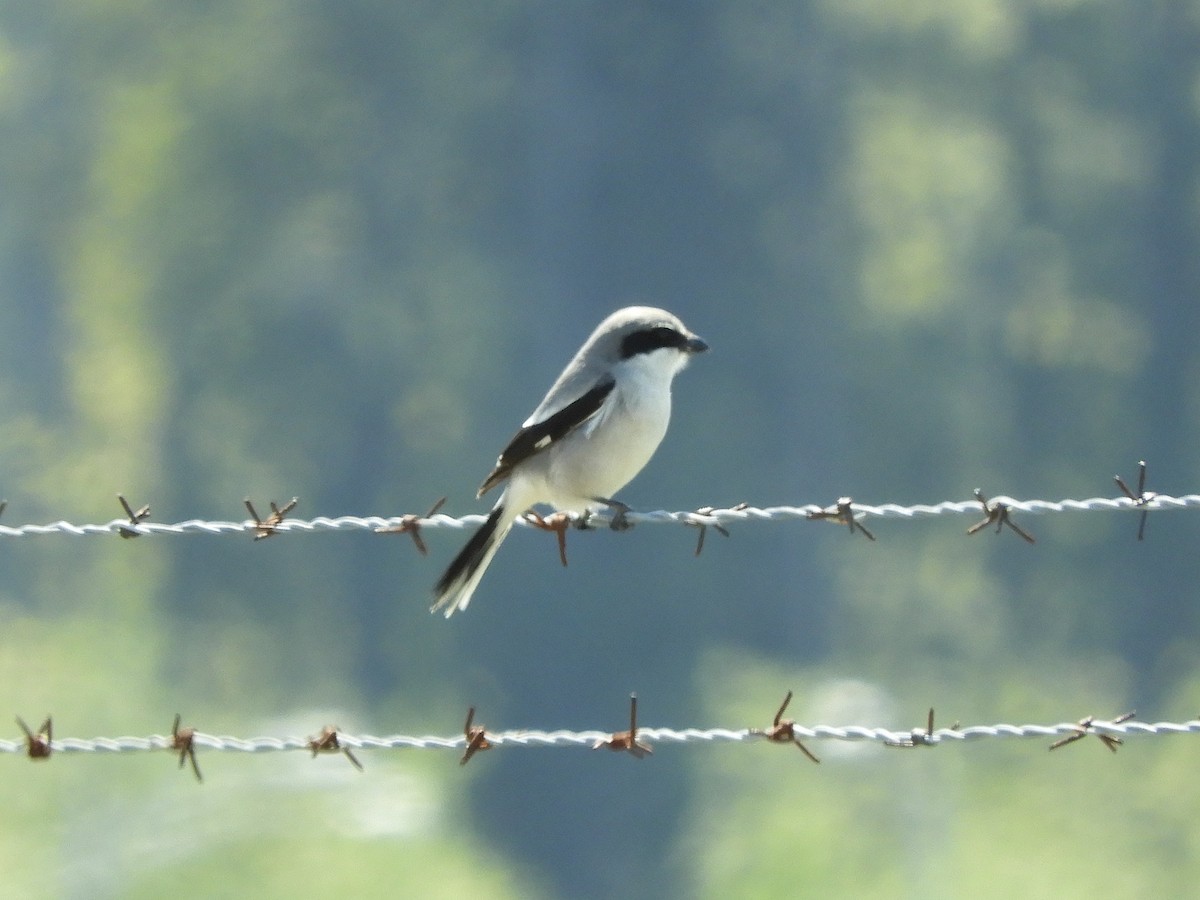 Loggerhead Shrike - ML634251845