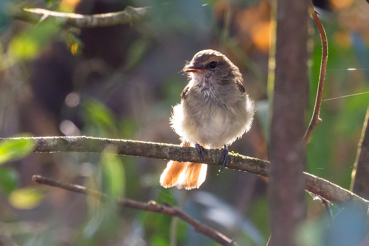 Fuscous Flycatcher - ML634251906