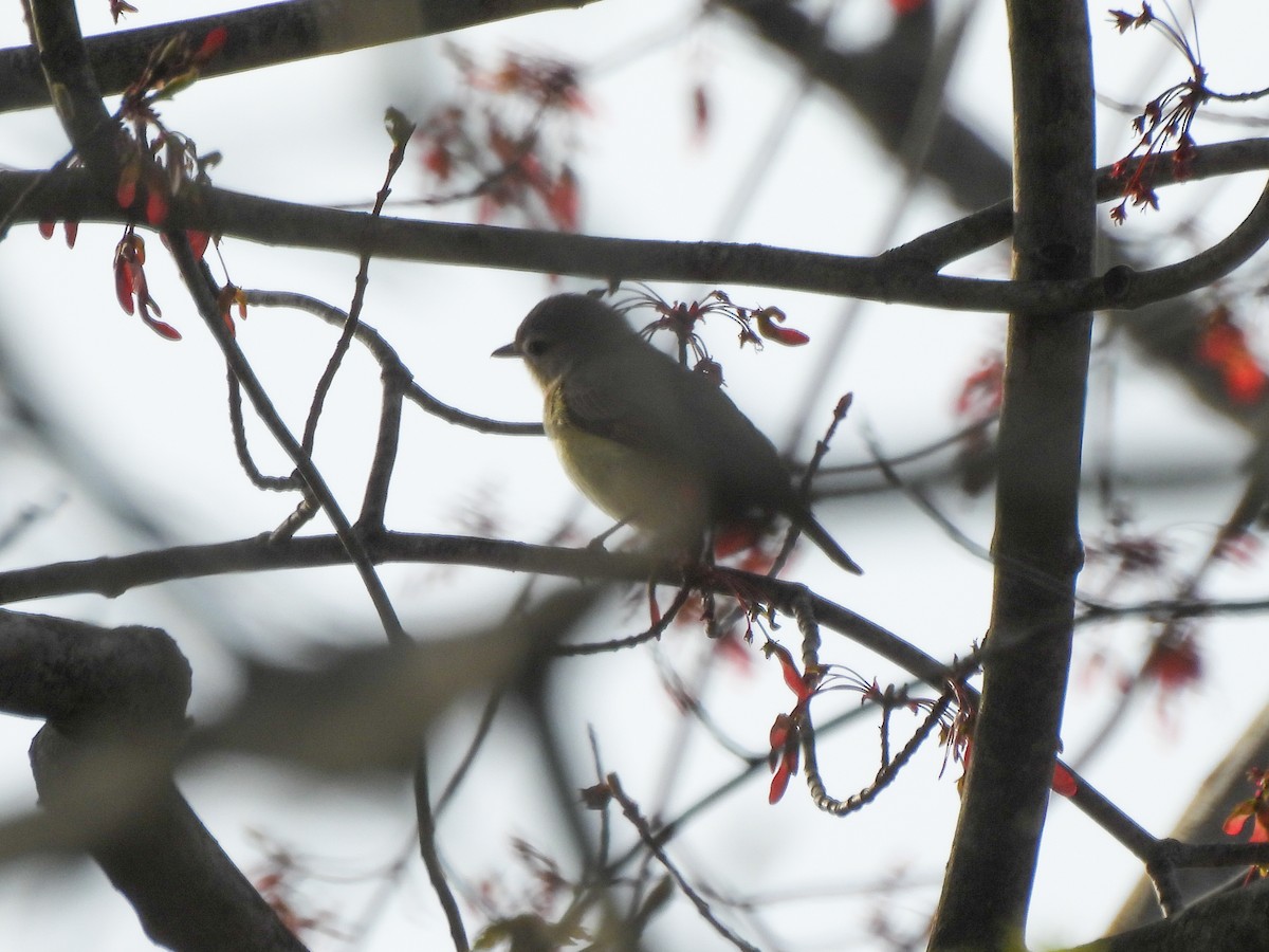 Warbling Vireo (Eastern) - ML634251907