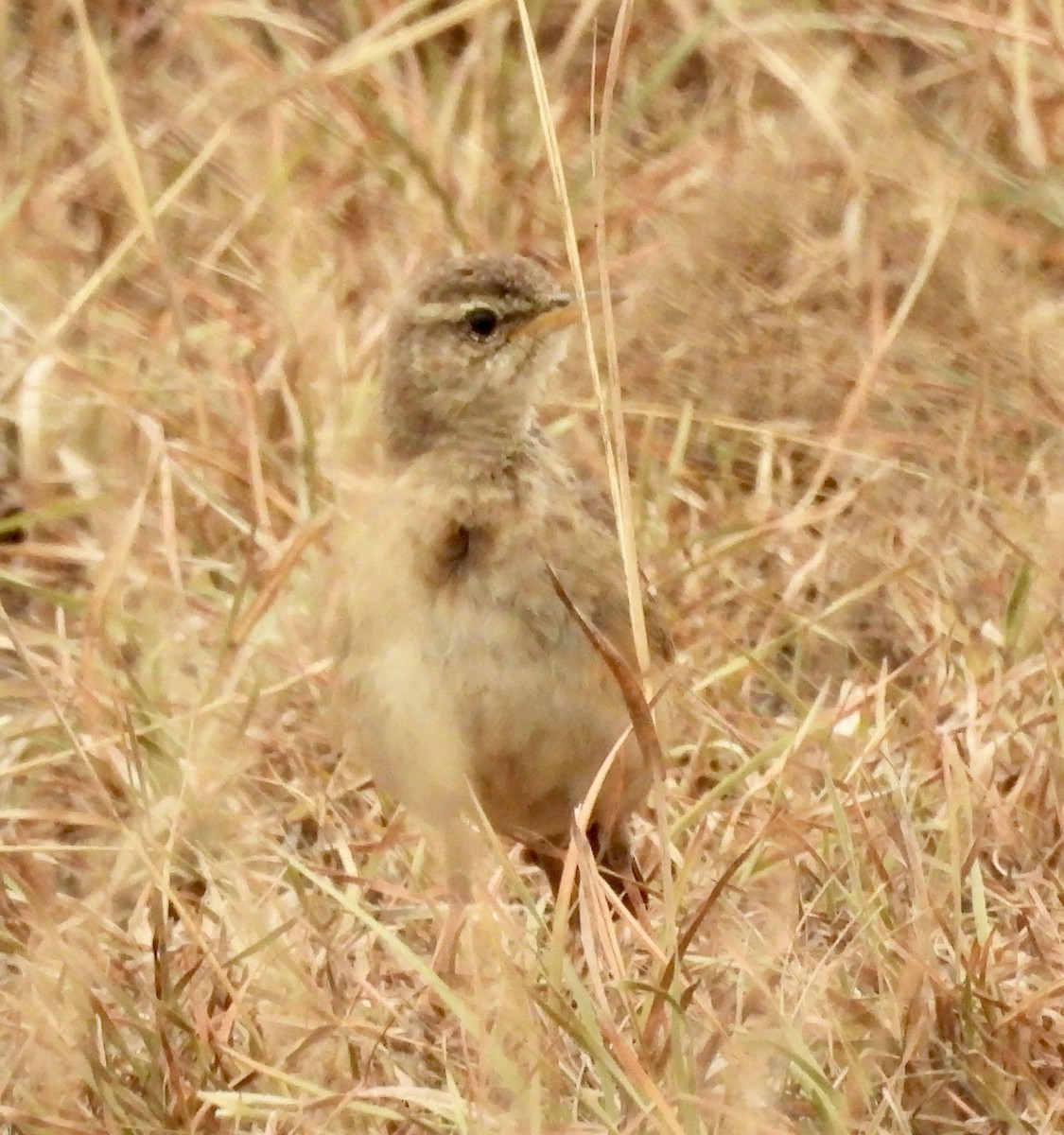 Plain-backed Pipit - ML634251930