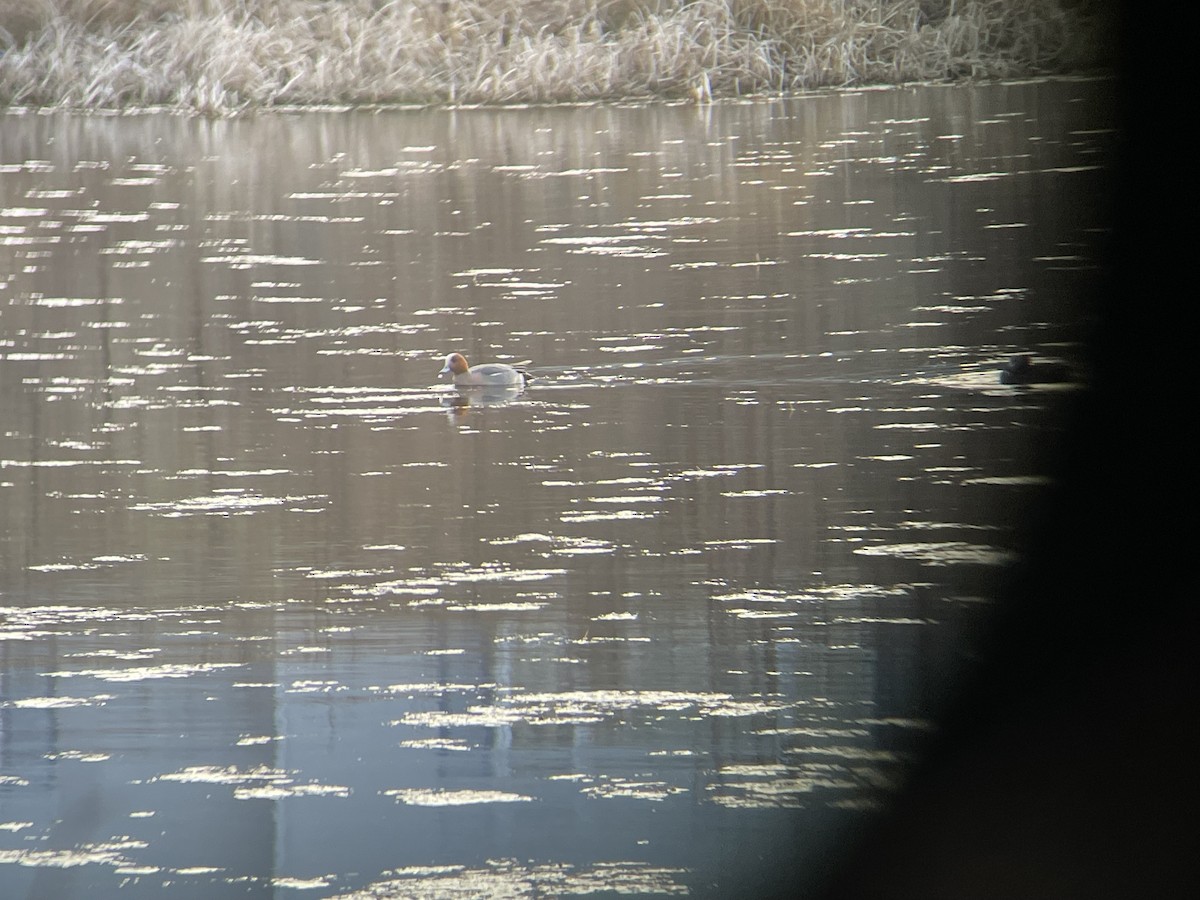 hvízdák eurasijský - ML634252001