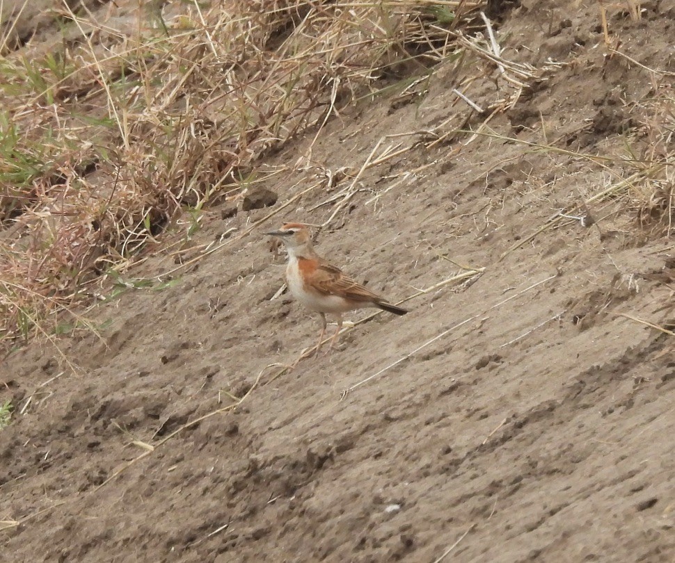 Red-capped Lark - ML634252023