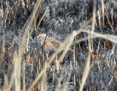 Red-capped Lark - ML634252033