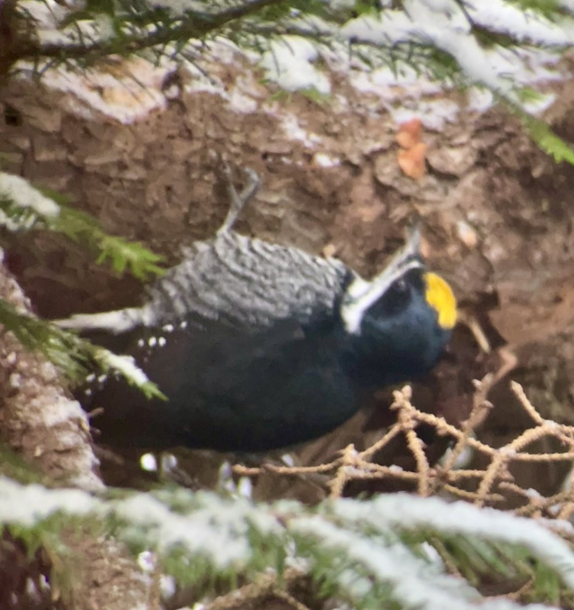 Black-backed Woodpecker - ML634252155