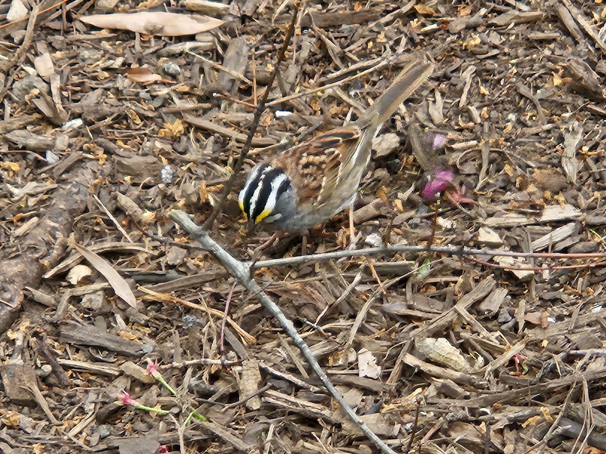White-throated Sparrow - ML634252420