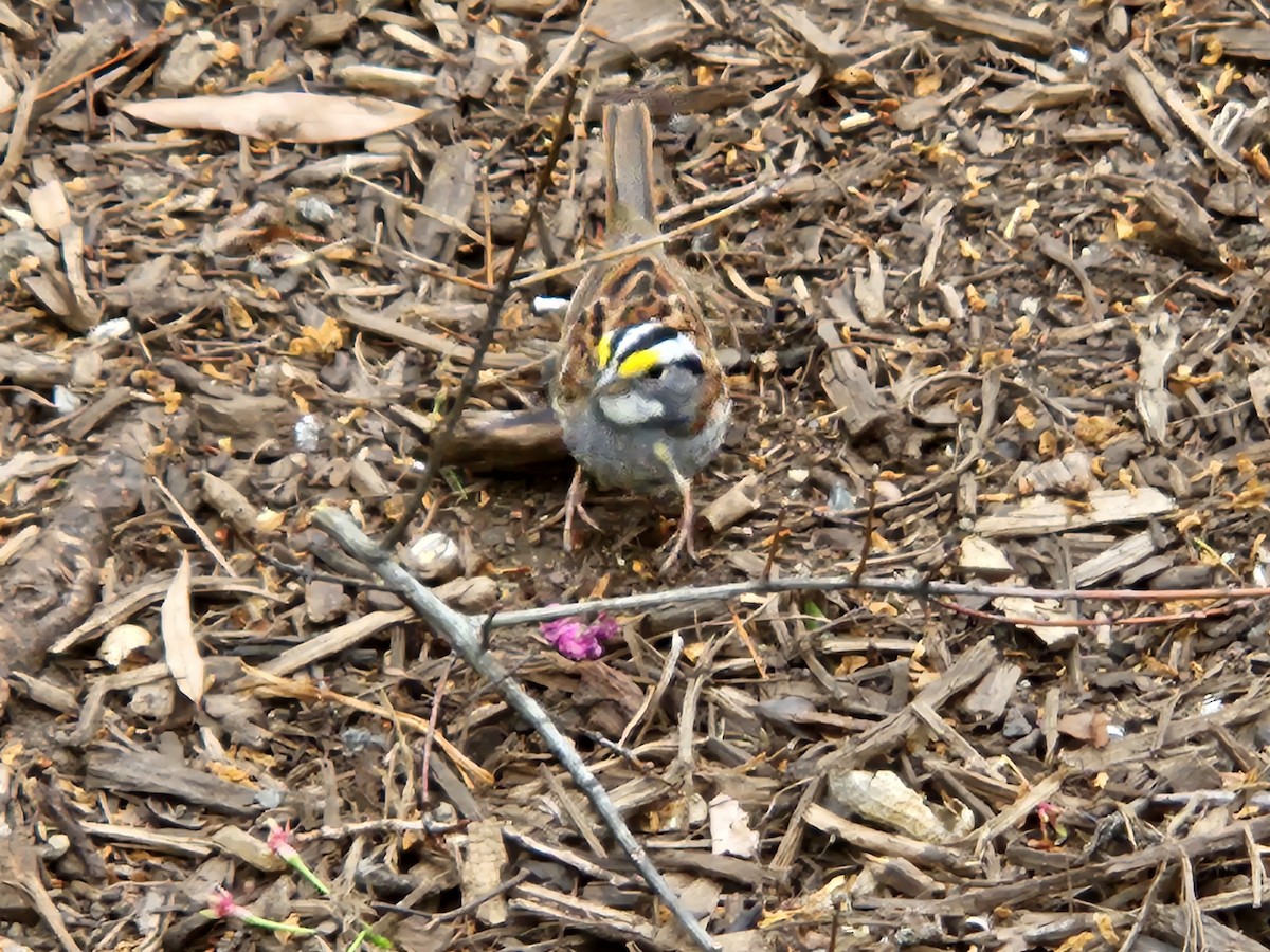 White-throated Sparrow - ML634252421