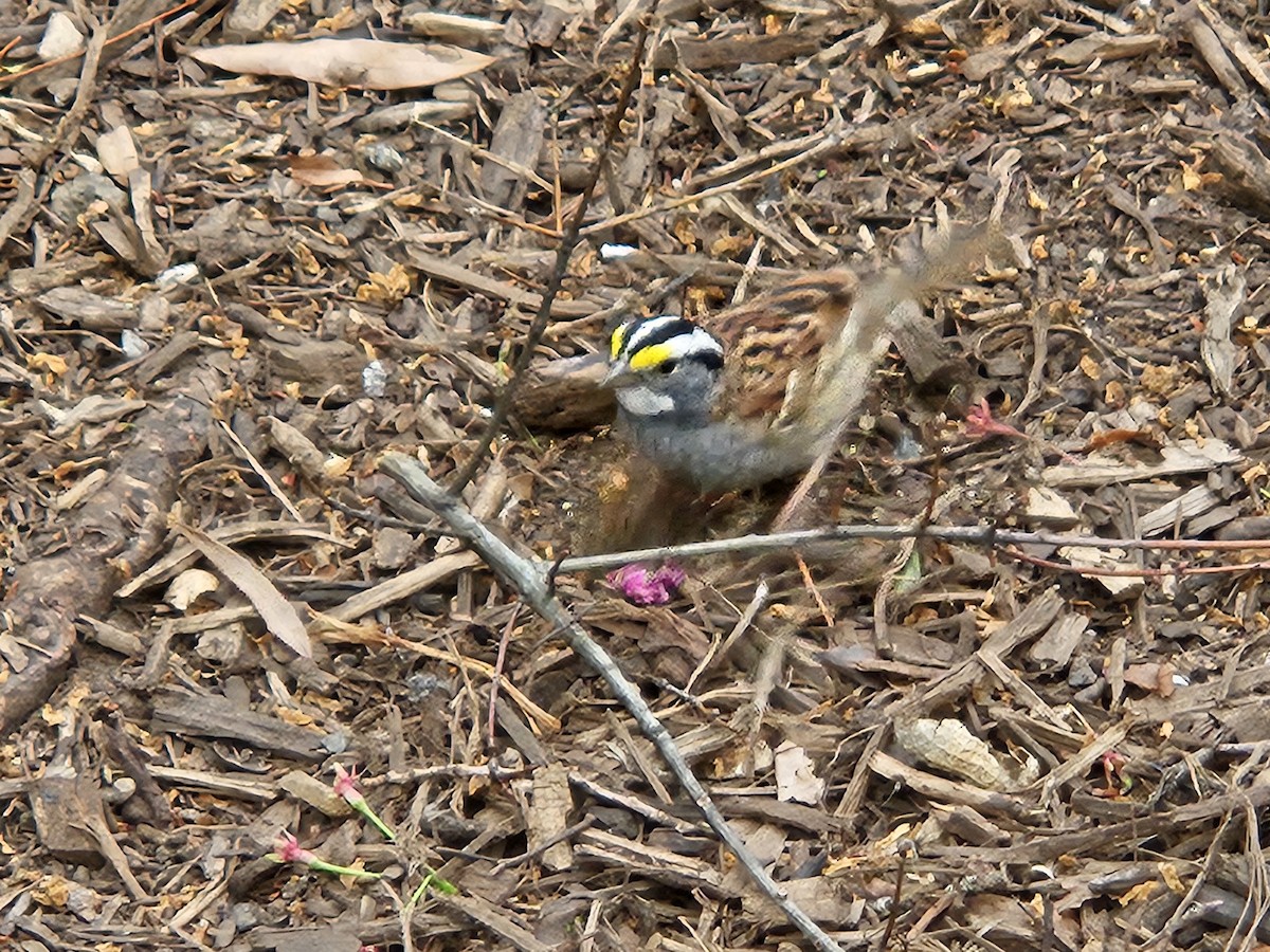 White-throated Sparrow - ML634252422