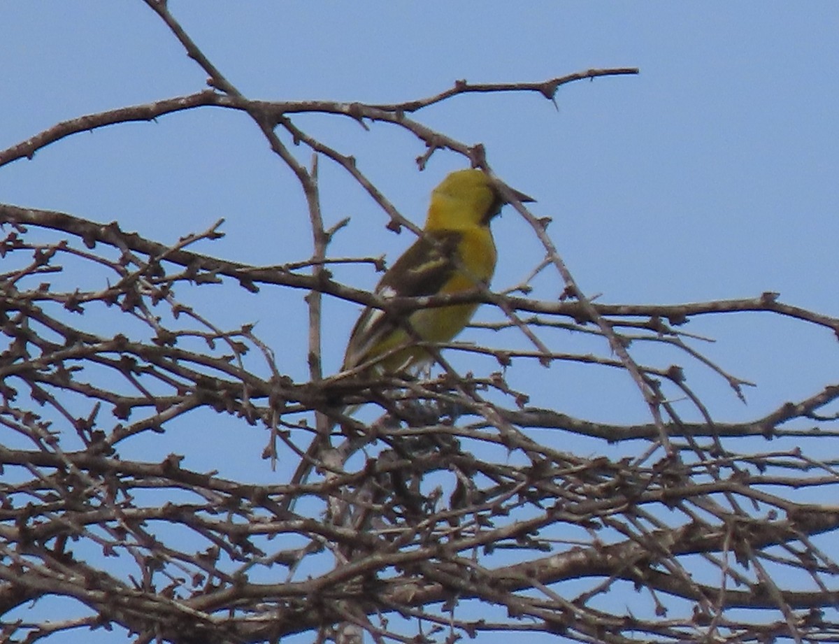 White-edged Oriole - ML634252519