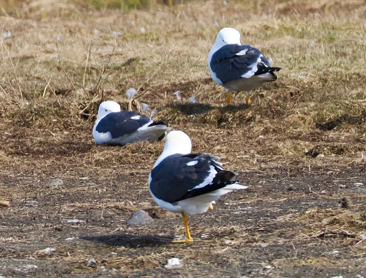 Heringsmöwe - ML634252686