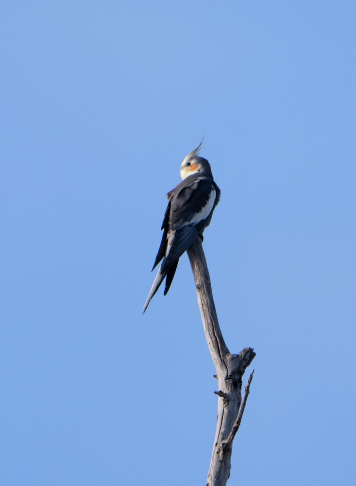 Cockatiel - ML634252972
