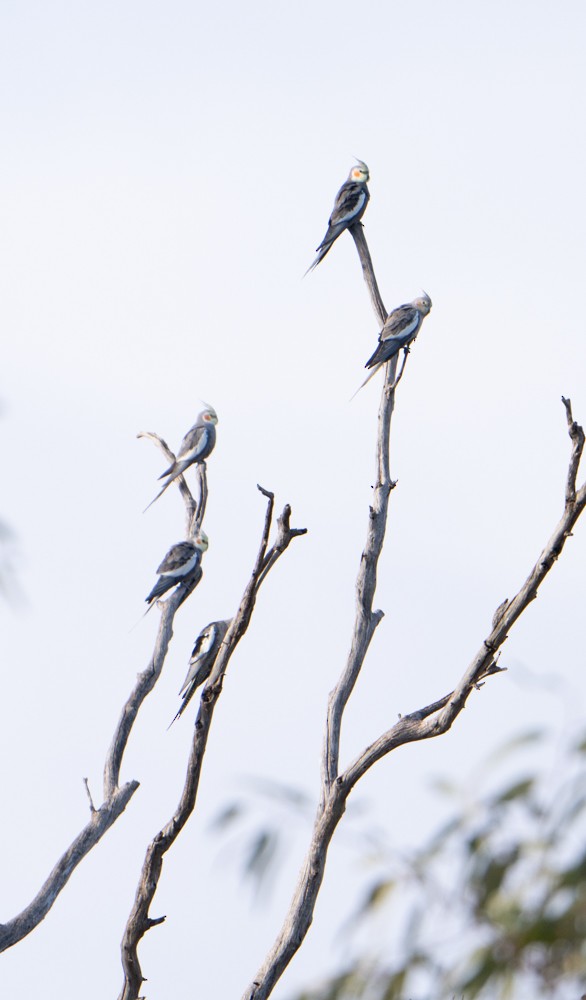 Cockatiel - ML634252973