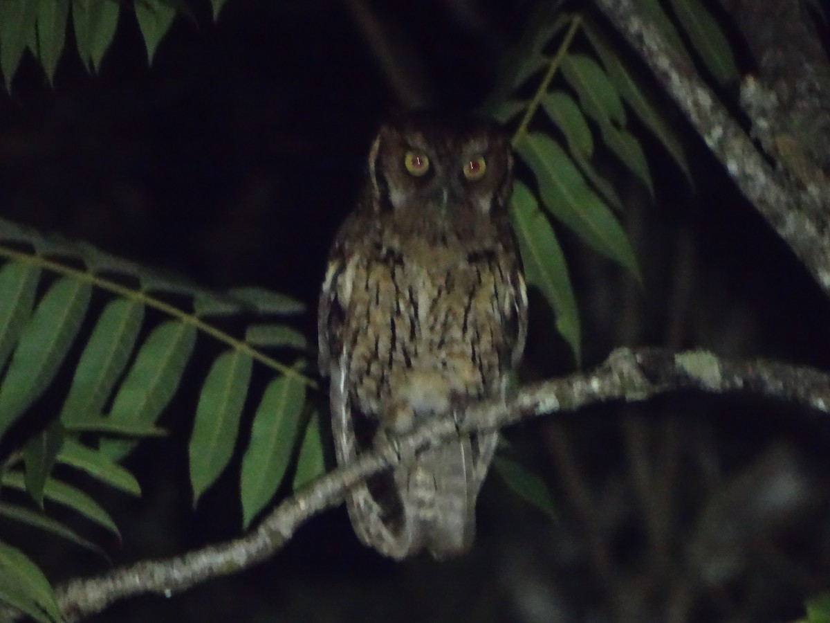 Long-tufted Screech-Owl - ML634253092