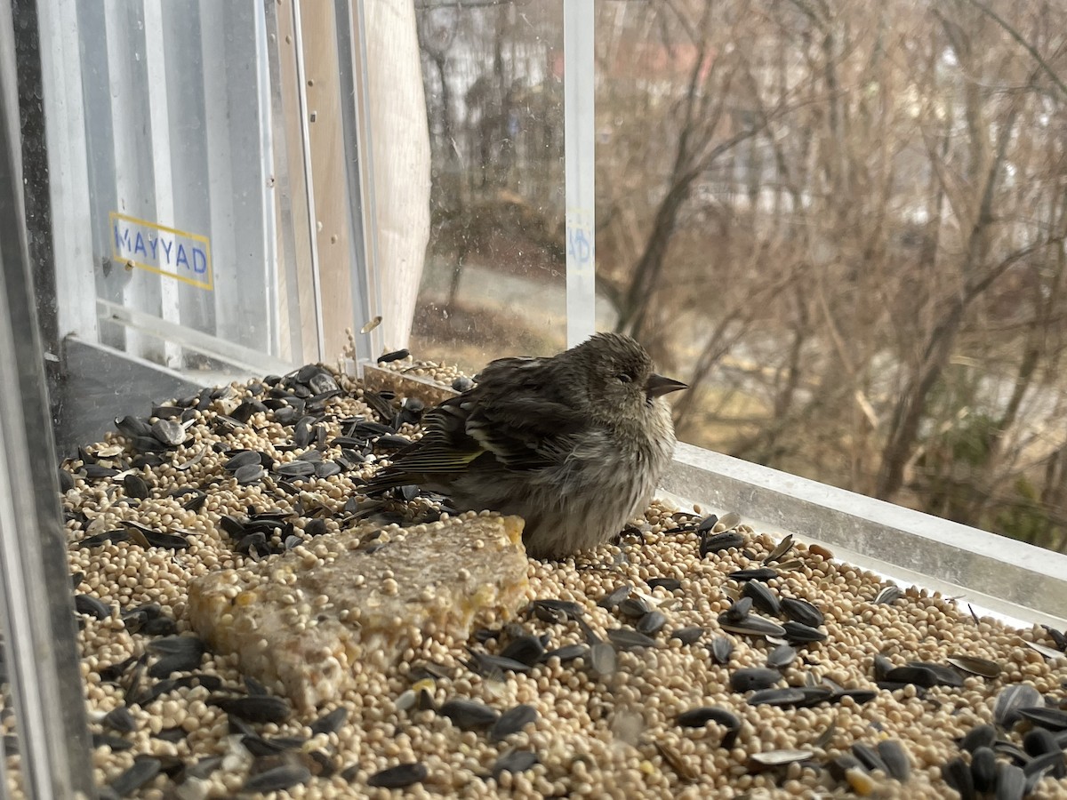 Pine Siskin - ML634253159