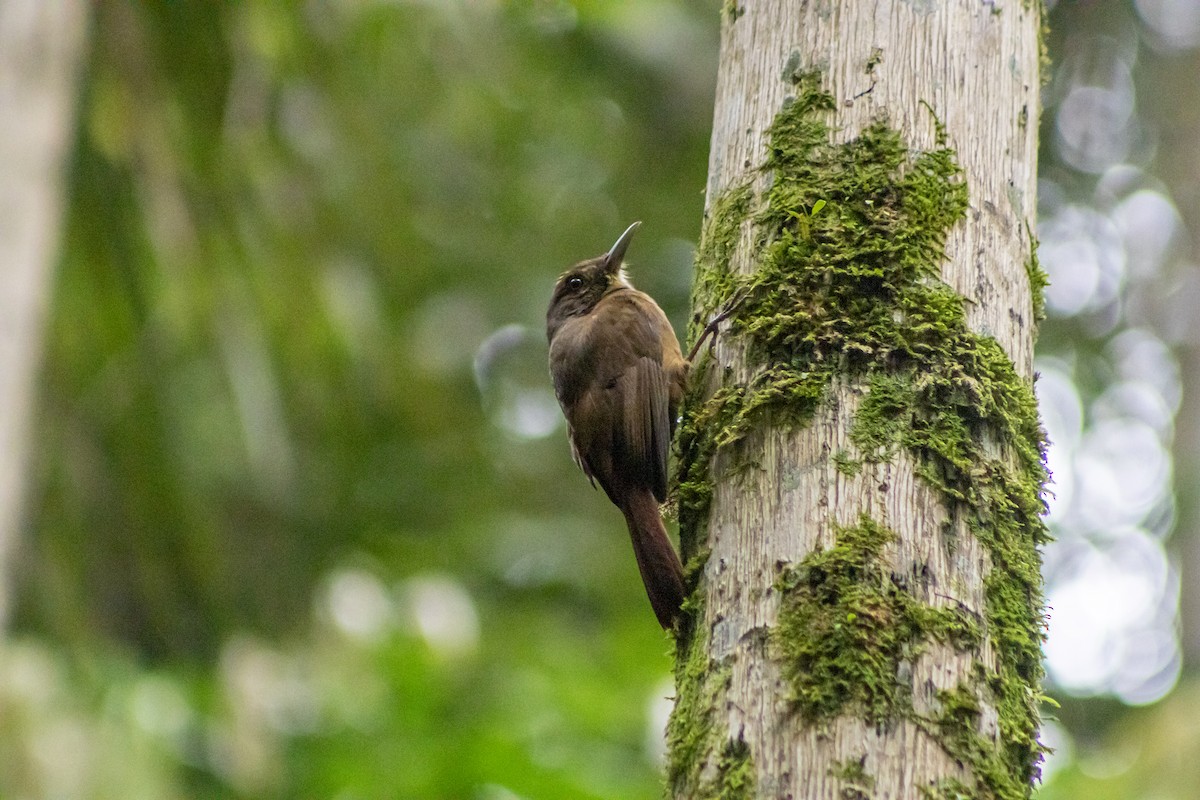 Plain-winged Woodcreeper - ML634253297