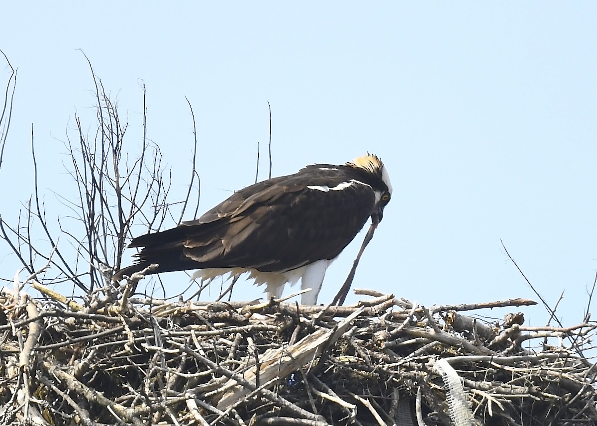 Osprey - ML634253469