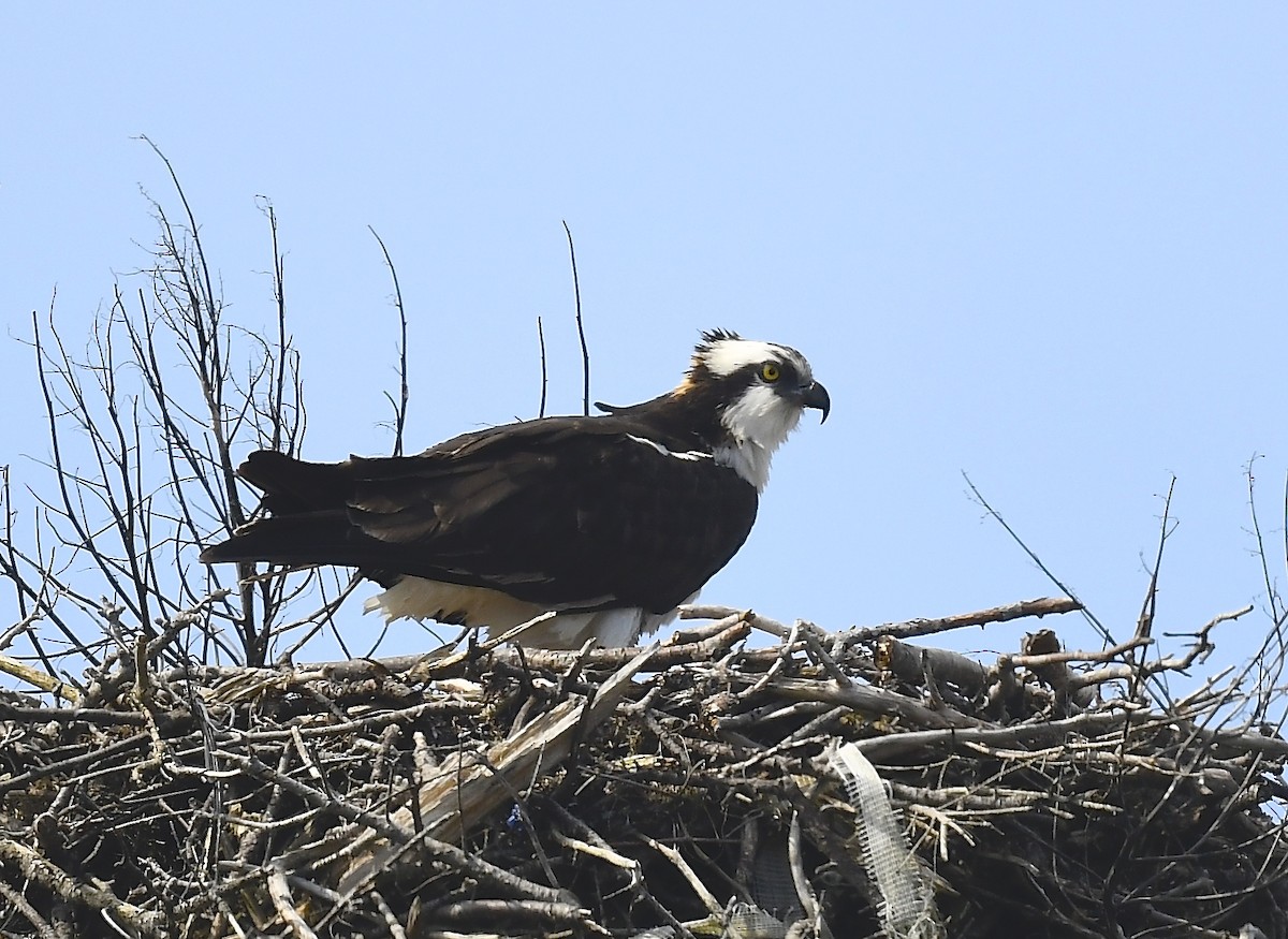 Osprey - ML634253470