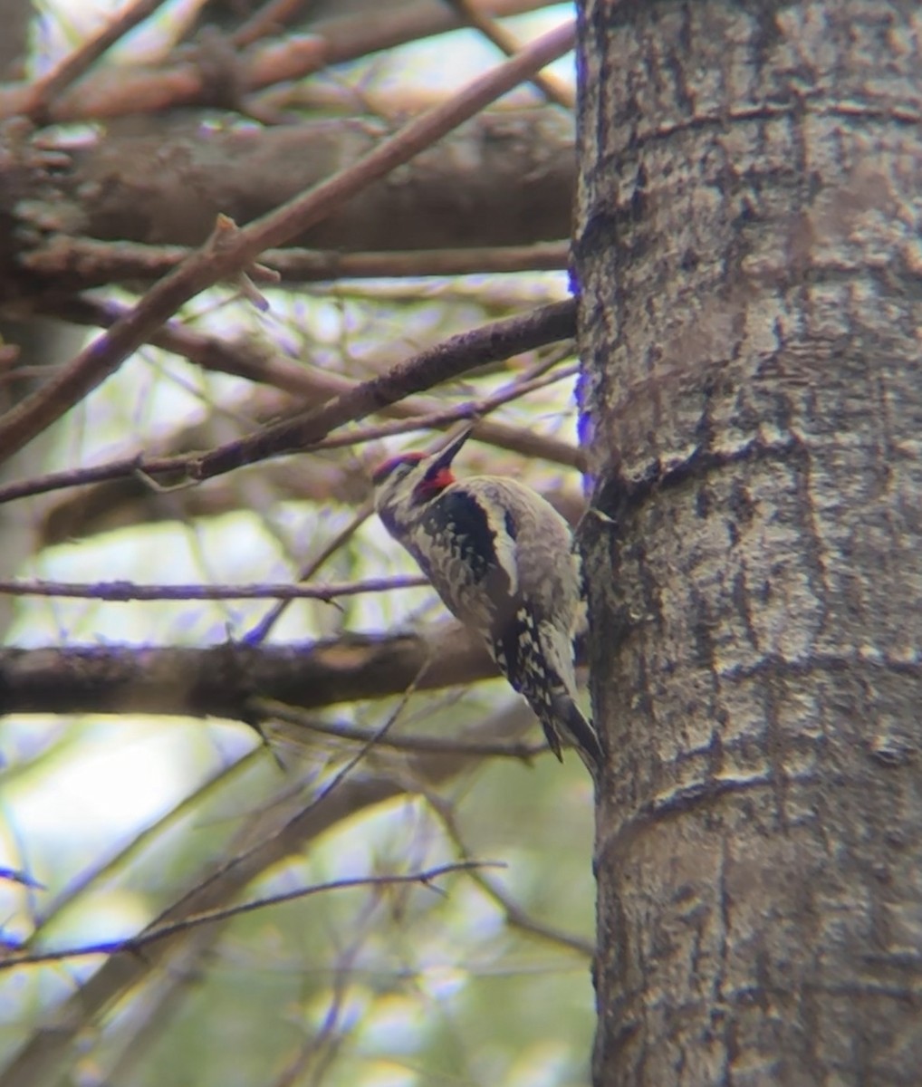 Yellow-bellied Sapsucker - ML634253673