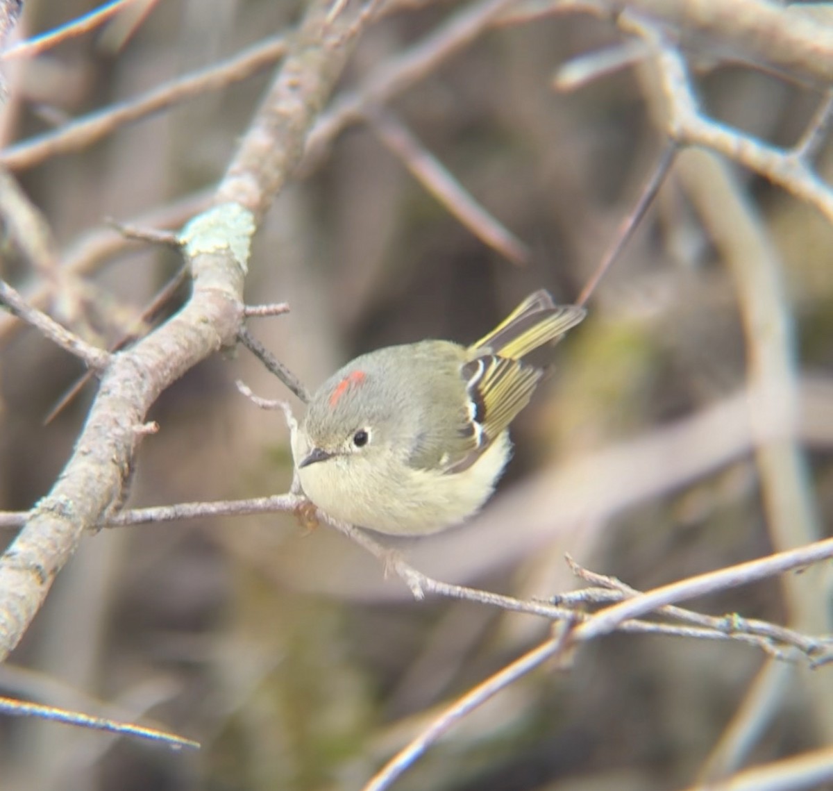 Ruby-crowned Kinglet - ML634253685