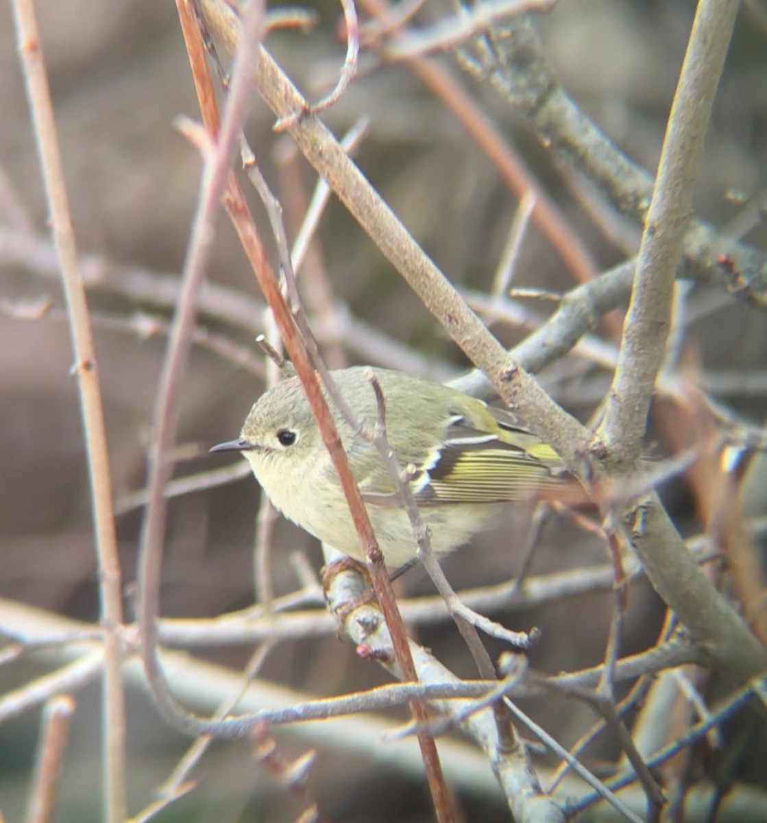 Ruby-crowned Kinglet - ML634253686