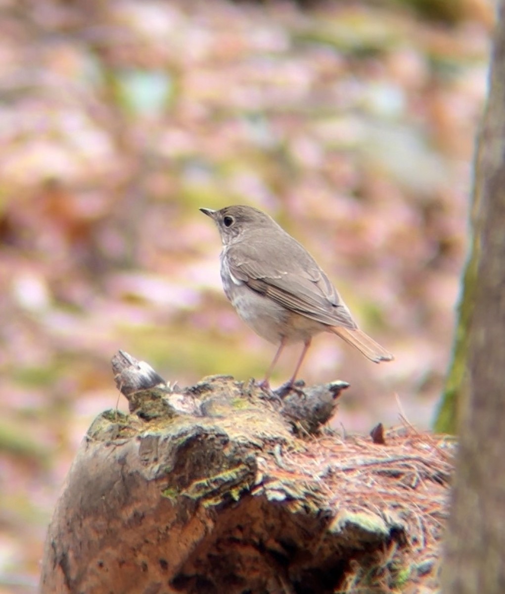 Hermit Thrush - ML634253710