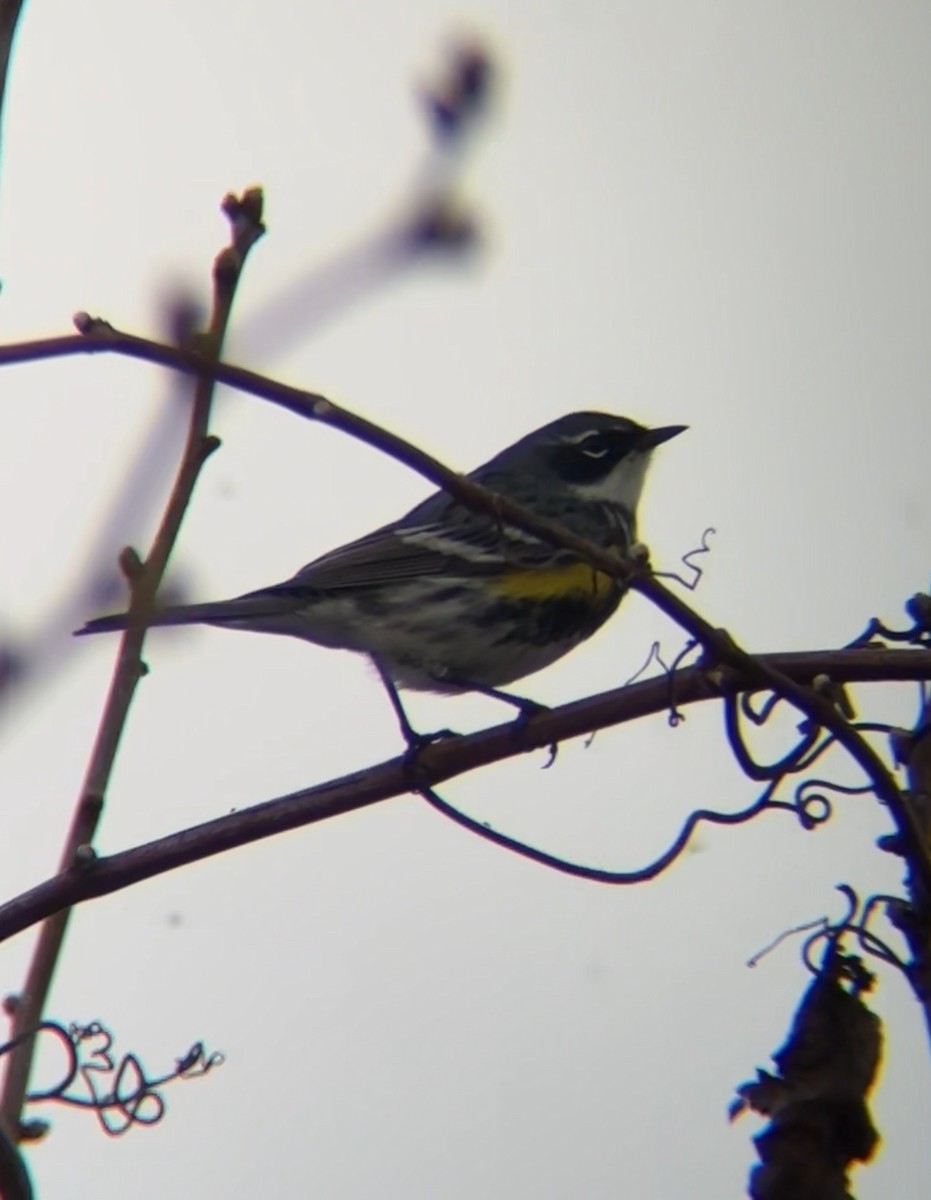 Yellow-rumped Warbler - ML634253729