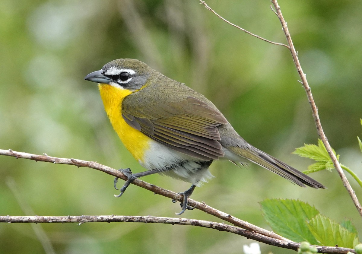 Yellow-breasted Chat - ML634253765