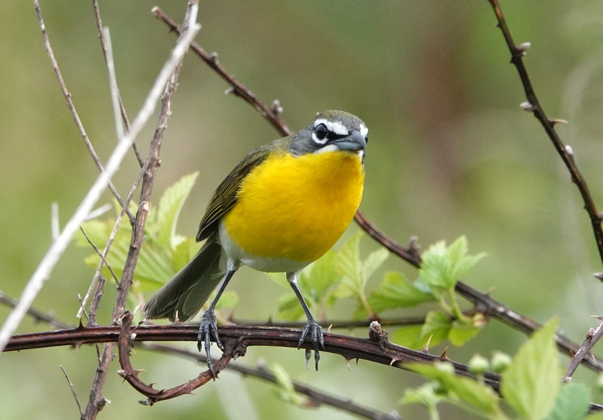 Yellow-breasted Chat - ML634253809