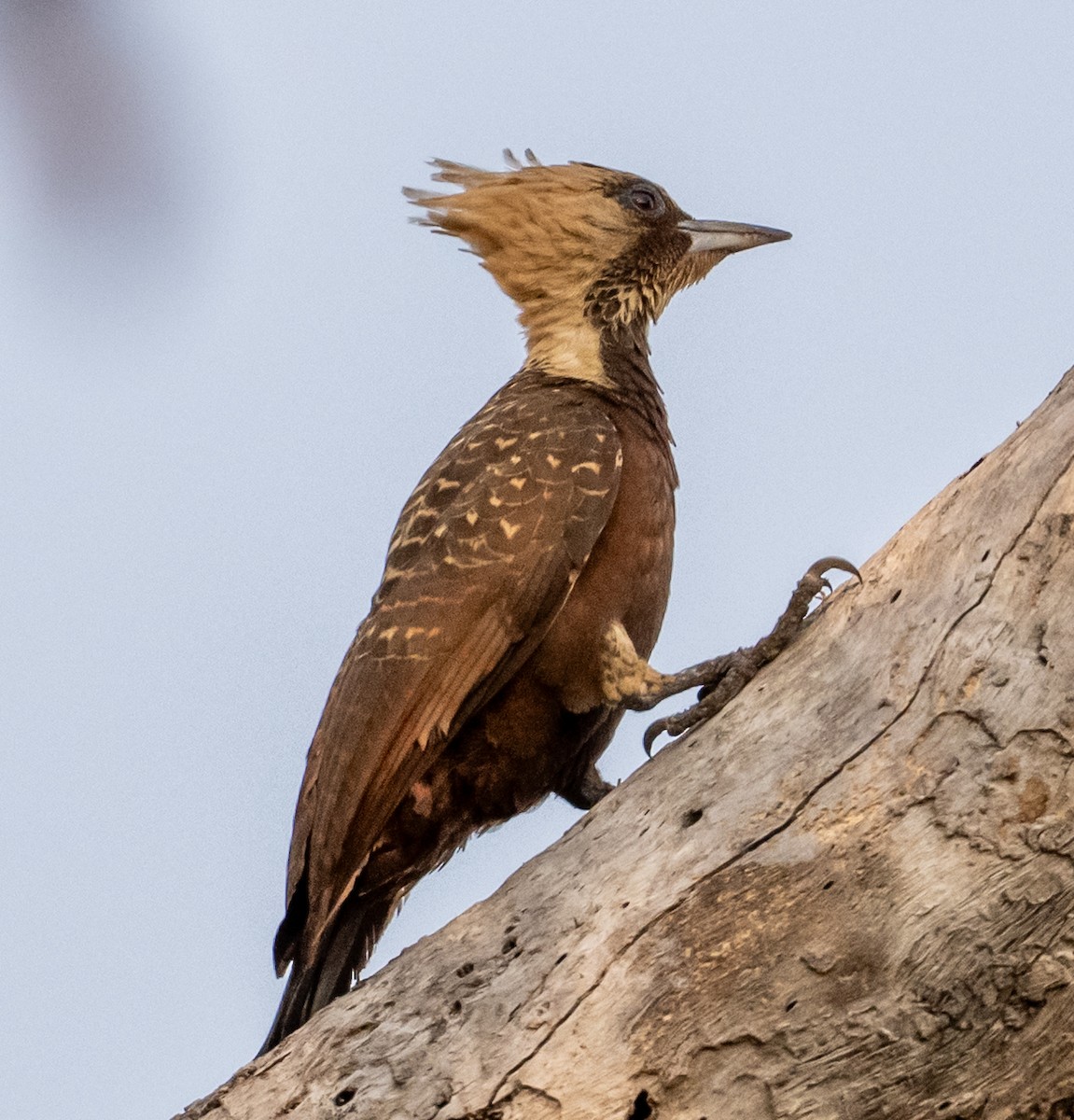 Pale-crested Woodpecker - ML634253832
