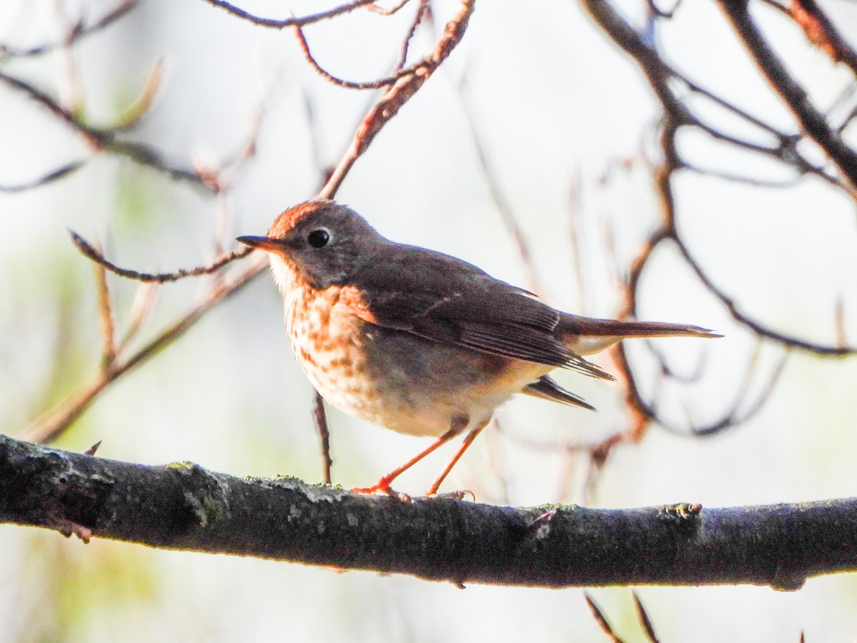 Swainson's Thrush - ML634253894