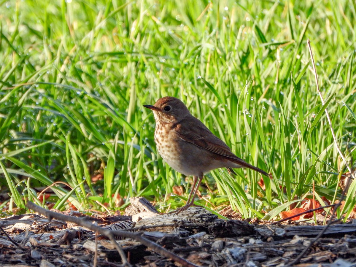 Swainson's Thrush - ML634253895