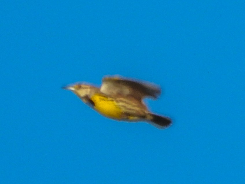 Eastern Meadowlark - ML634253929