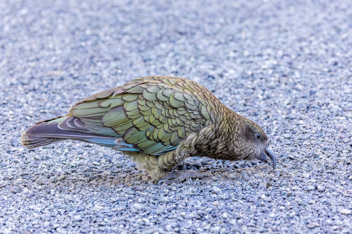 Kea - ML634254053
