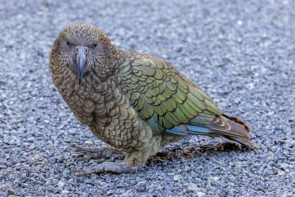 Kea - ML634254054