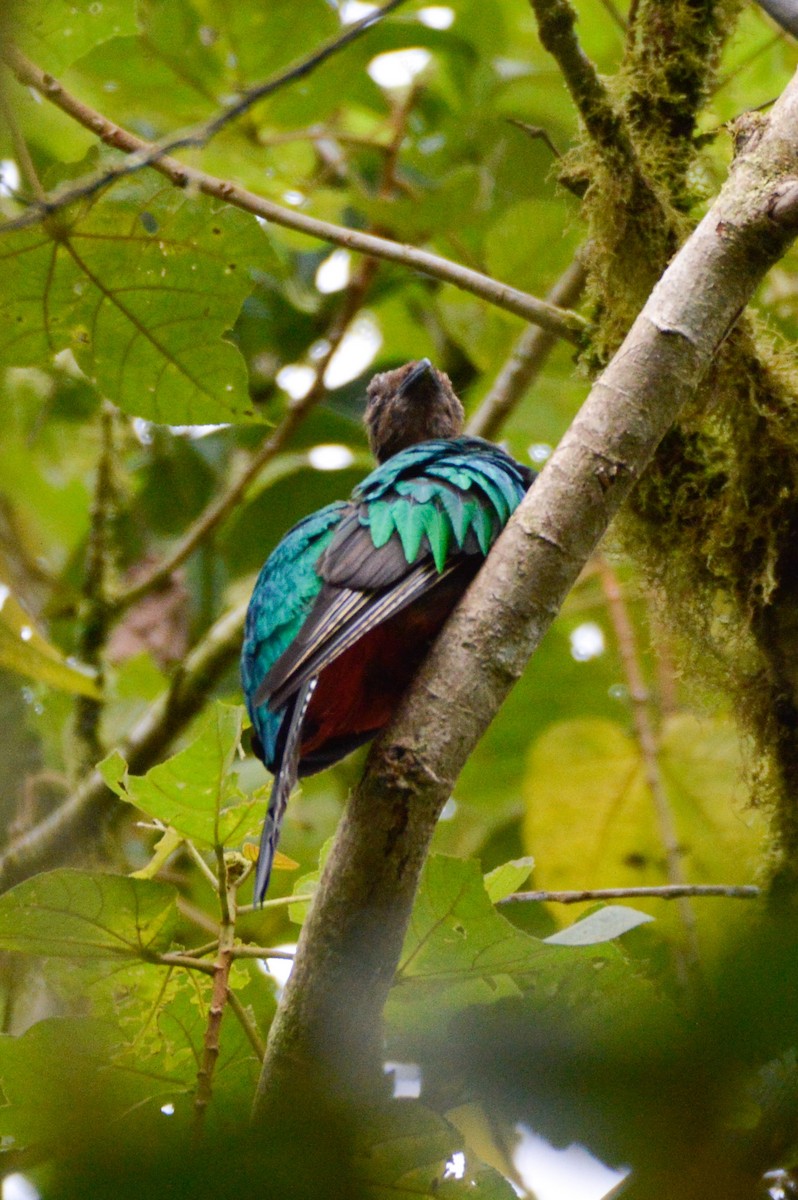 Crested Quetzal - ML634254087