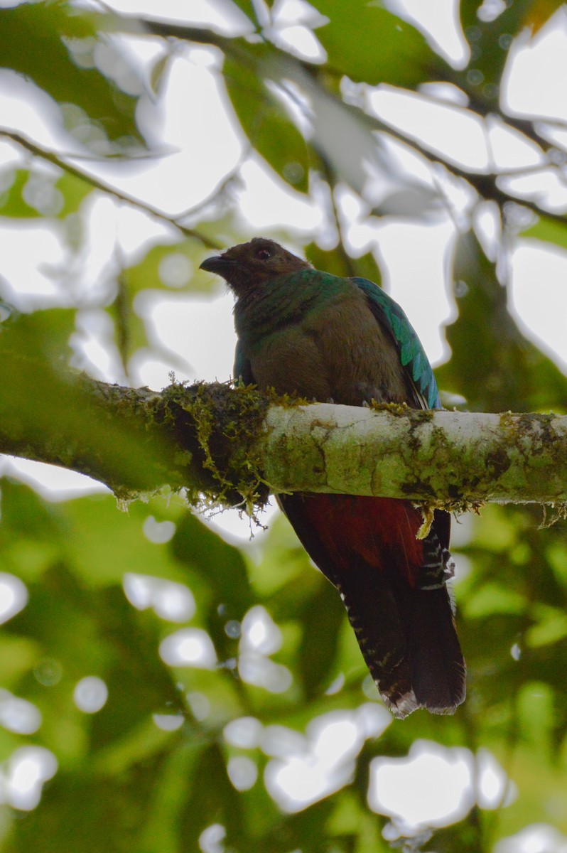 Crested Quetzal - ML634254088