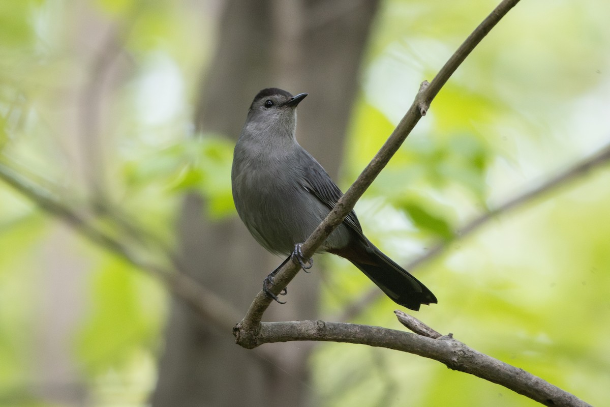 Gray Catbird - ML634254142