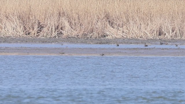 Marbled Godwit - ML634254221